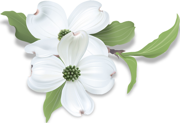 2 dogwood flowers stacks with leaves branching out