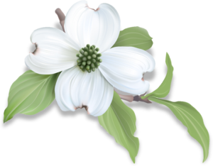 Single white dogwood flower with green leaves poking out form behind,