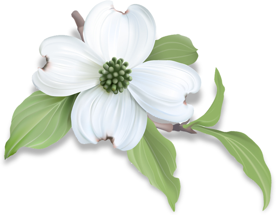 Single white dogwood flower with green leaves poking out form behind,