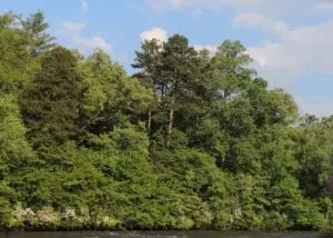 River bank with lots of trees.