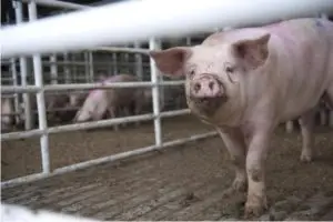 Curious pig approaching stall fence with dirt on its nose.