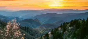 Sunset over mountains with blossoming flower in foreground.