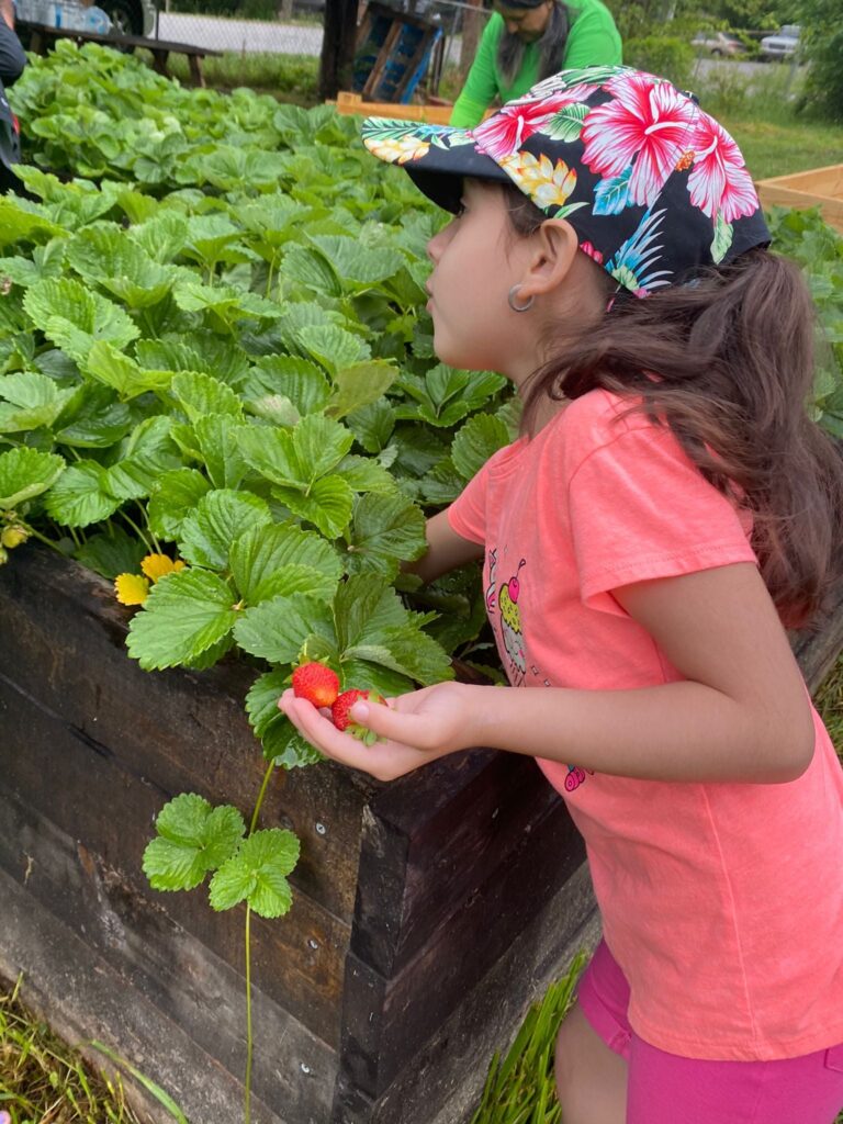 Child picking strawberries