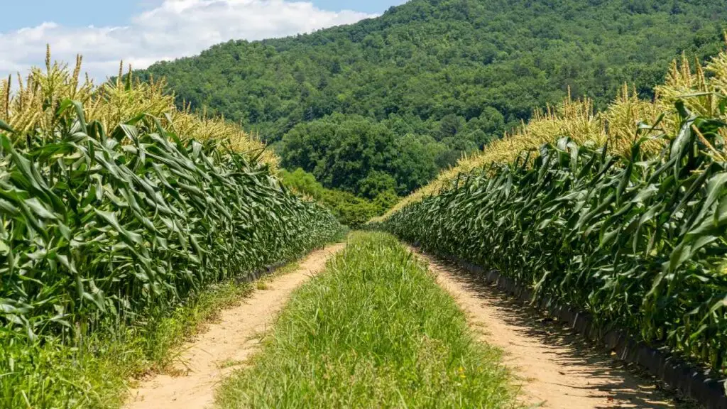 dirt tire tracks going through center of cornfield