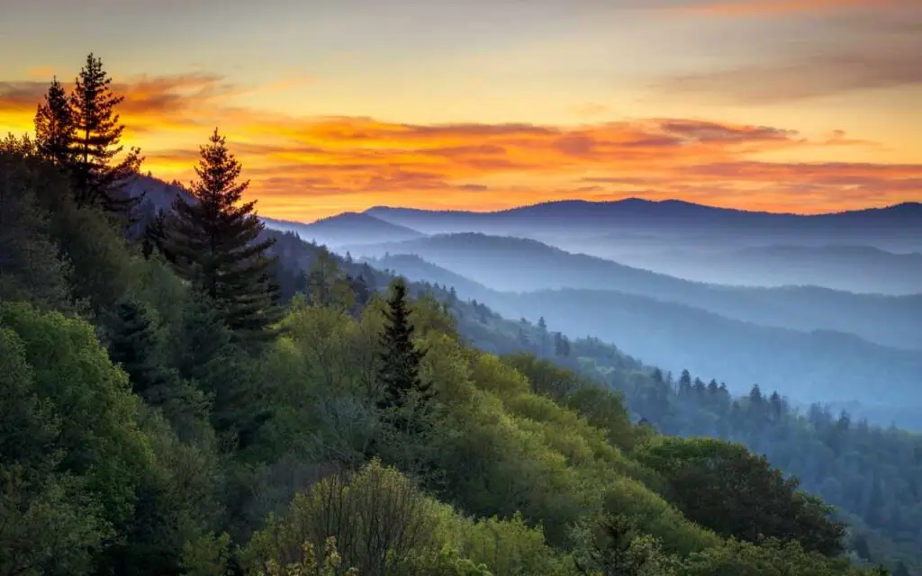 forest hazy mountains background during golden hour sunset